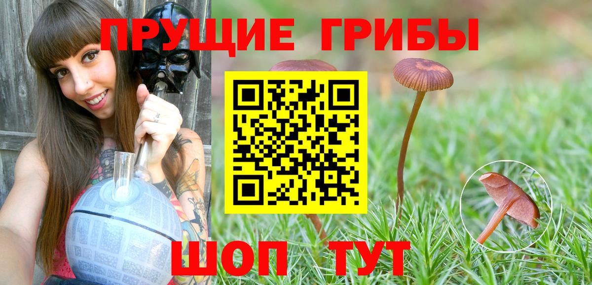 Галлюциногенные грибы Psilocybe Норильск